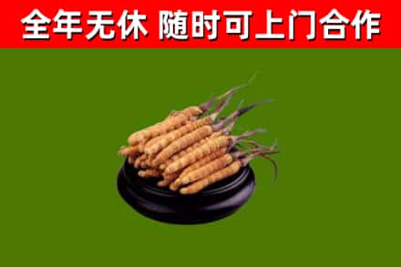 甘孜烟酒回收冬虫夏草.jpg